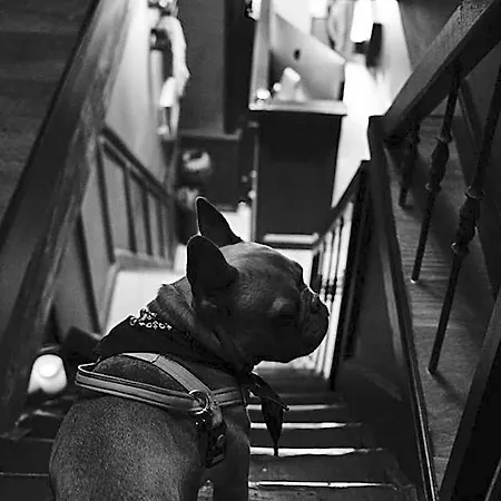 Boutique & Restaurant Frenchie Hotel Haarlem
