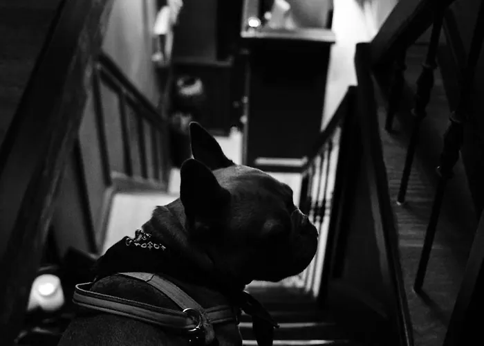 ホテル Boutique & Restaurant Frenchie ハーレム